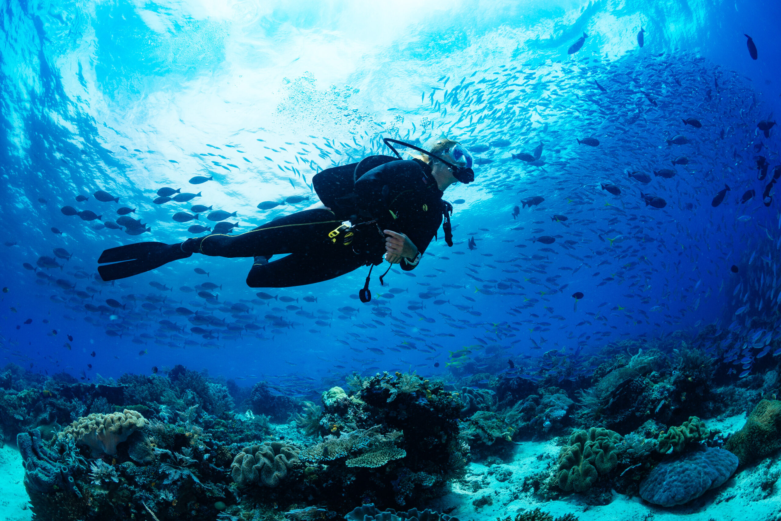 Expedicion por el Fascinante Mundo Submarino de Buzios