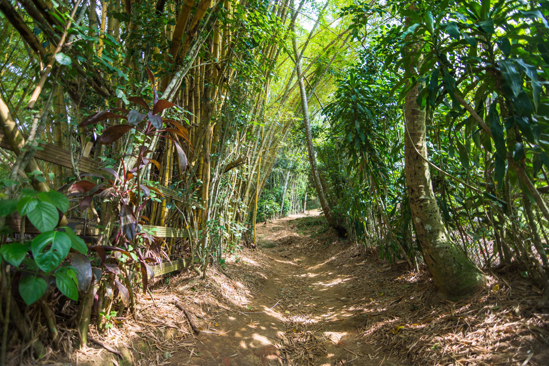 Expedicion por la Belleza de Lopes Mendes en la Isla Grande 